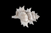 藏品(大翼法螺)的圖片